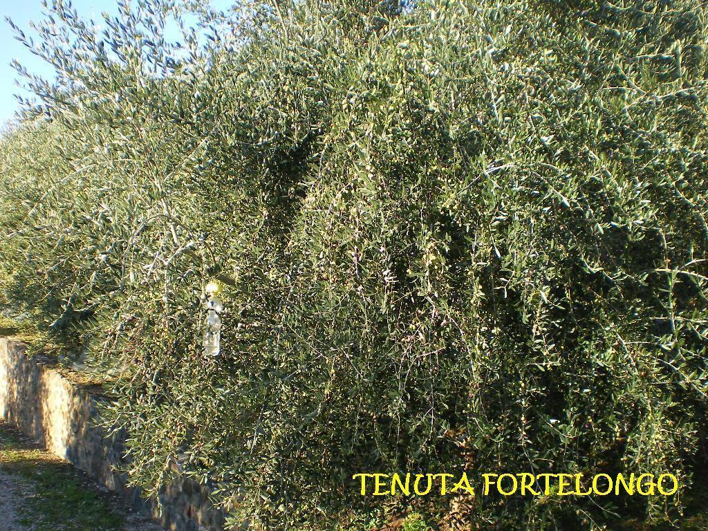 Tenuta Fortelongo Fara Vicentino Eksteriør bilde