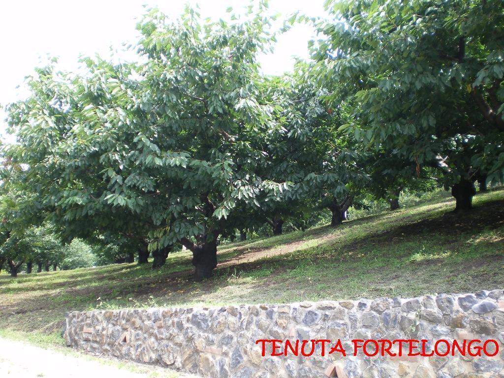 Tenuta Fortelongo Fara Vicentino Eksteriør bilde