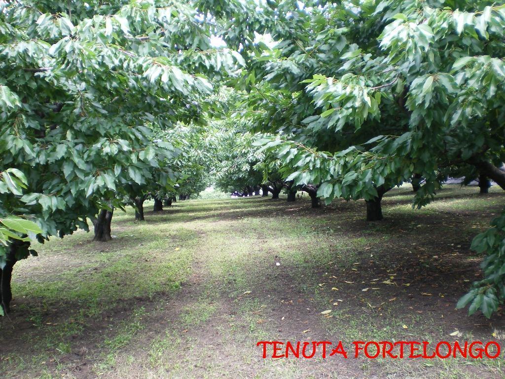 Tenuta Fortelongo Fara Vicentino Eksteriør bilde